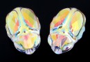 Swarovski, scarabeus bead aurora borealis, 12mm - x1